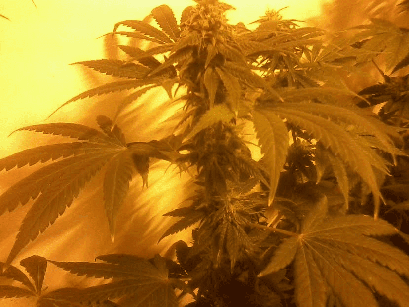 WhiteBlaze5wks