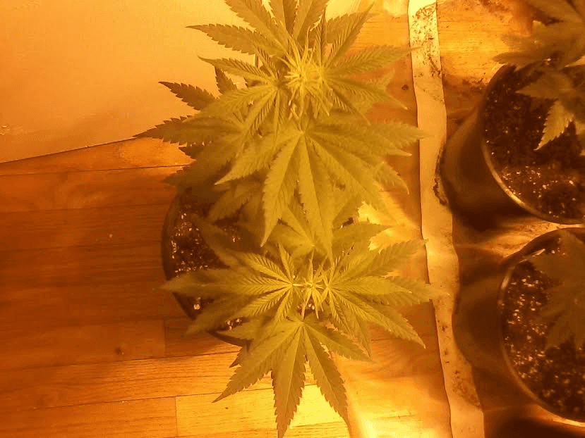 WhiteBlazepair