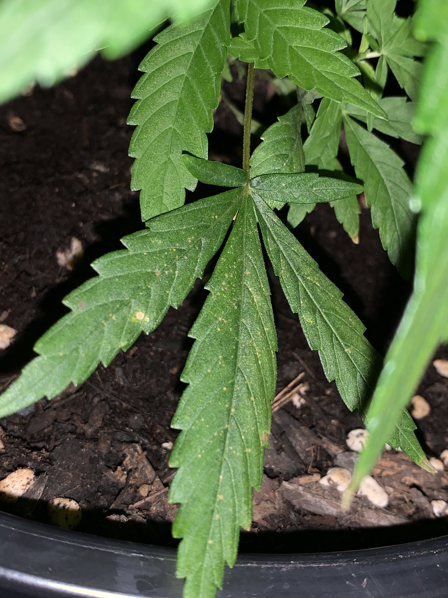 Whitebrown dots on my fan leaves please help its my first time growing and i dont want it to 
