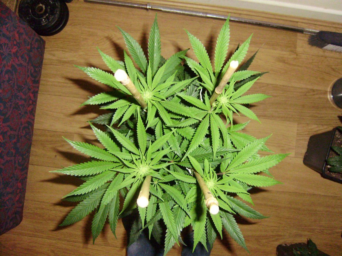Whitebubba