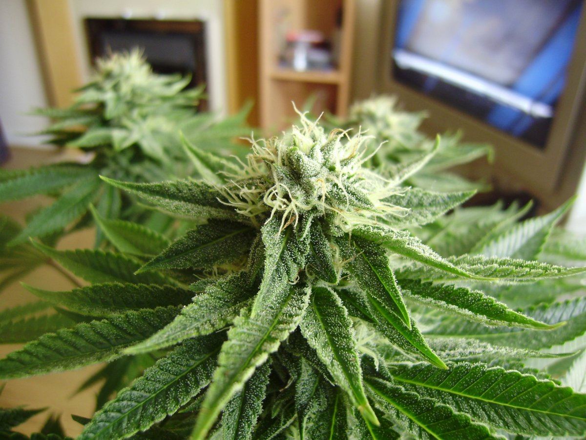 Whitebubba