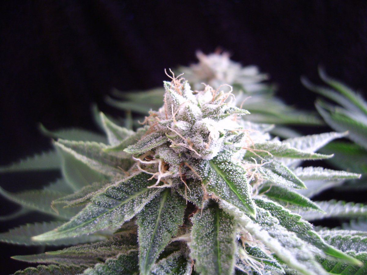 Whitebubba