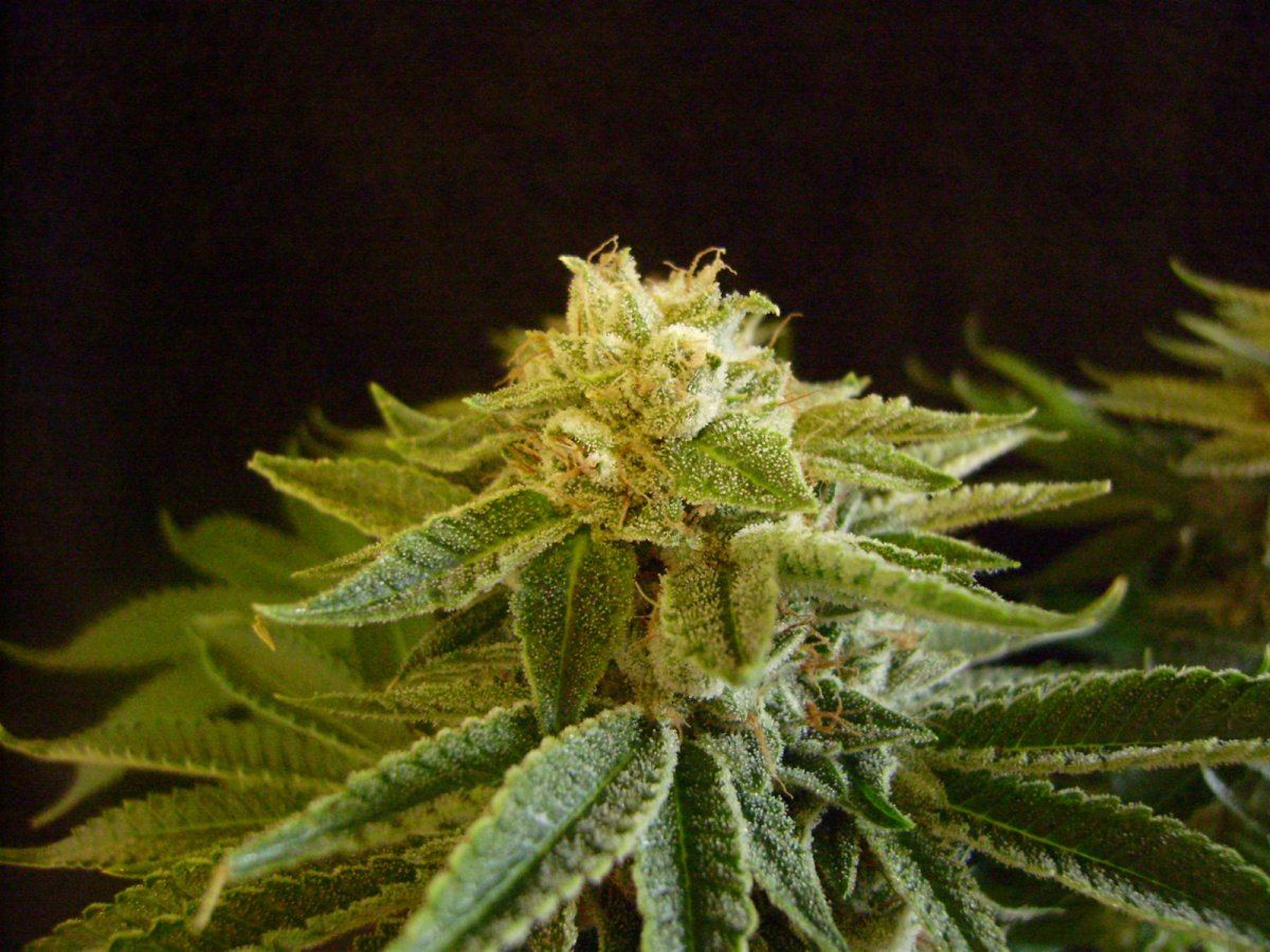 Whitebubba