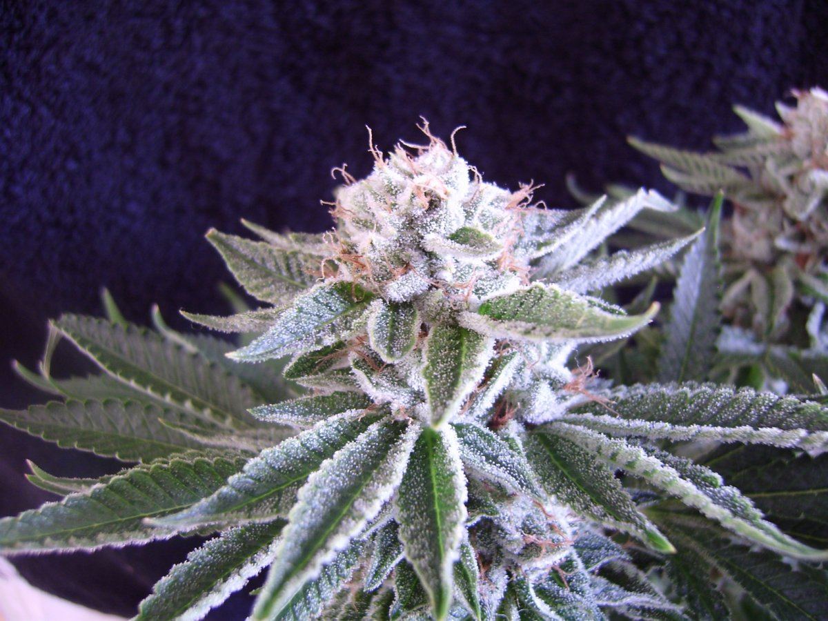 Whitebubba