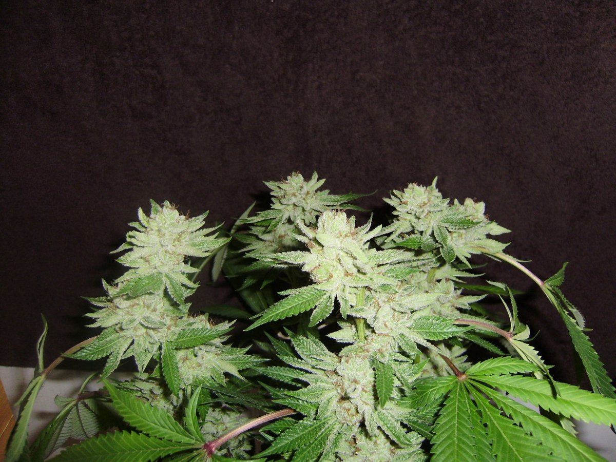 Whitebubba