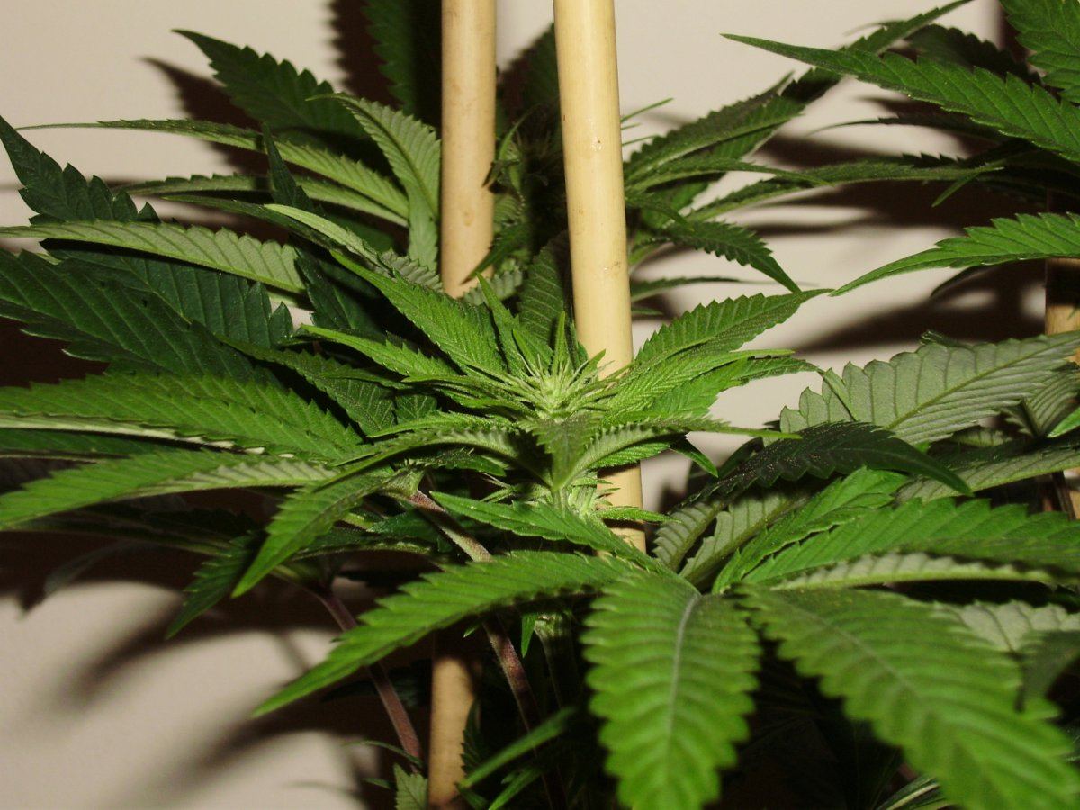 Whitebubba1
