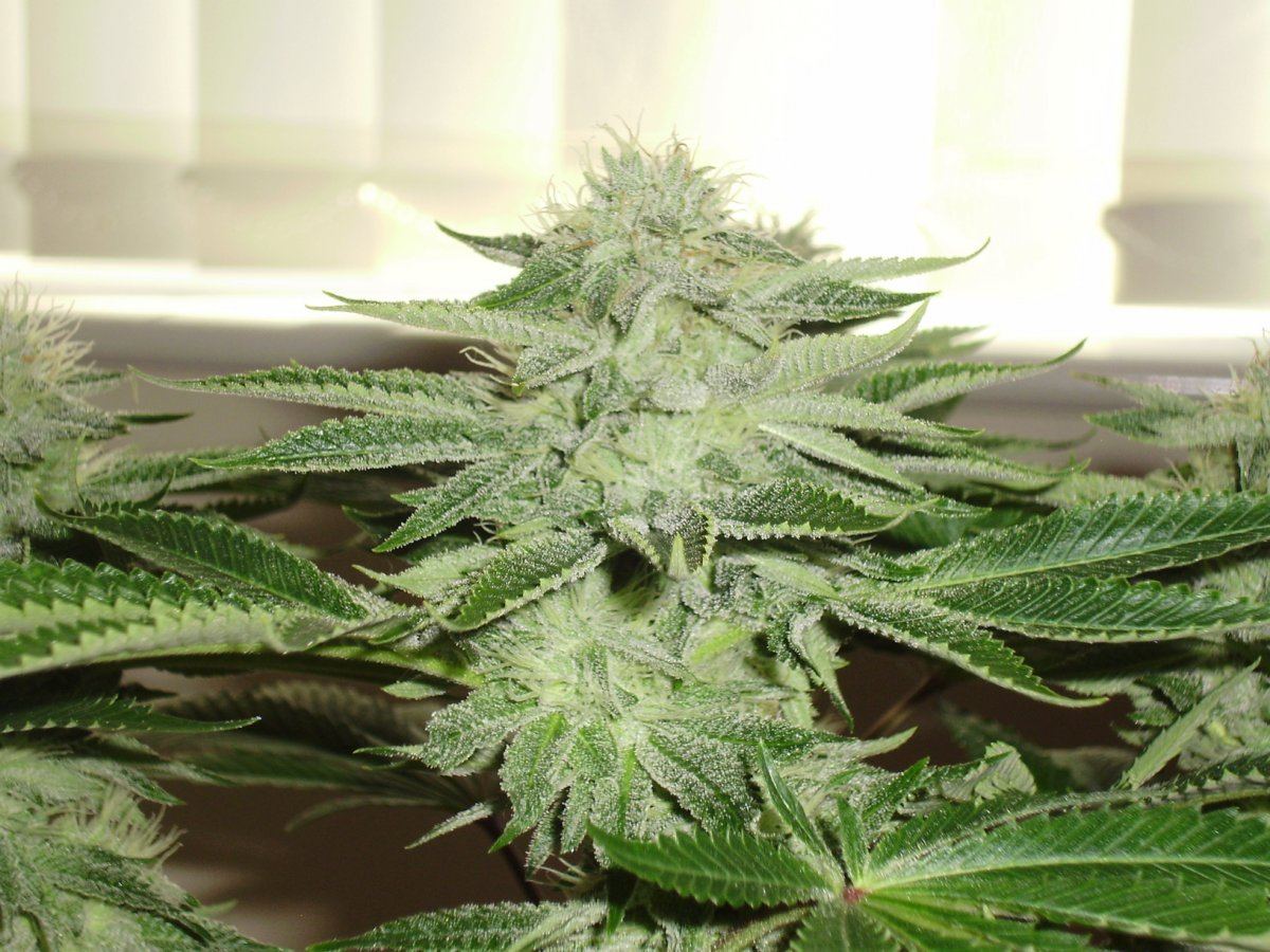 Whitebubba1