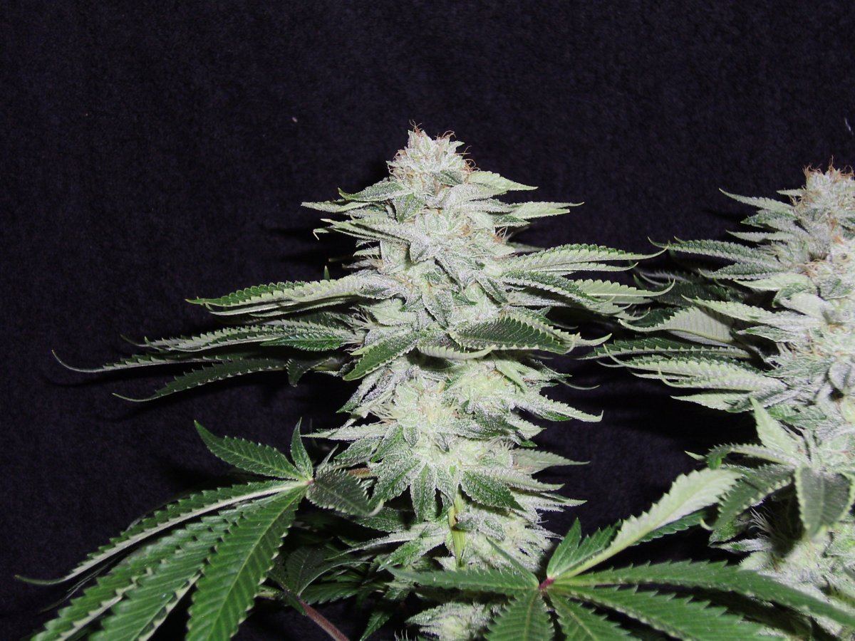 Whitebubba1