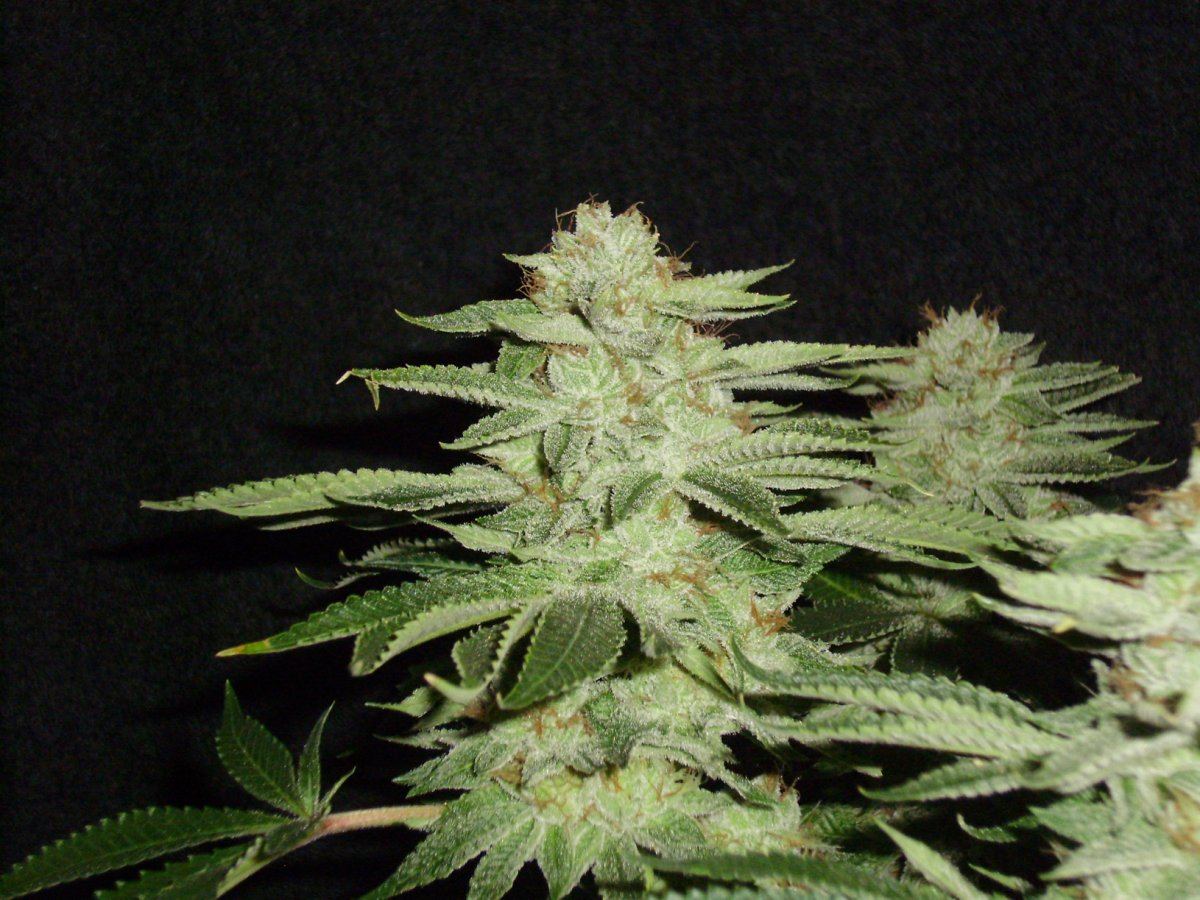 Whitebubba1
