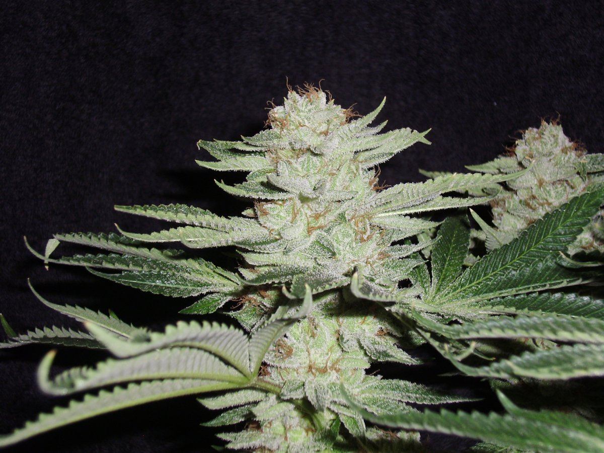 Whitebubba1