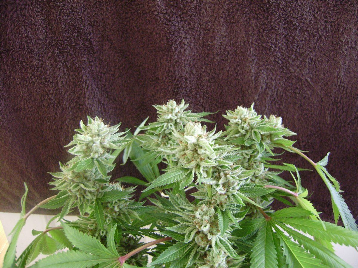 Whitebubba1