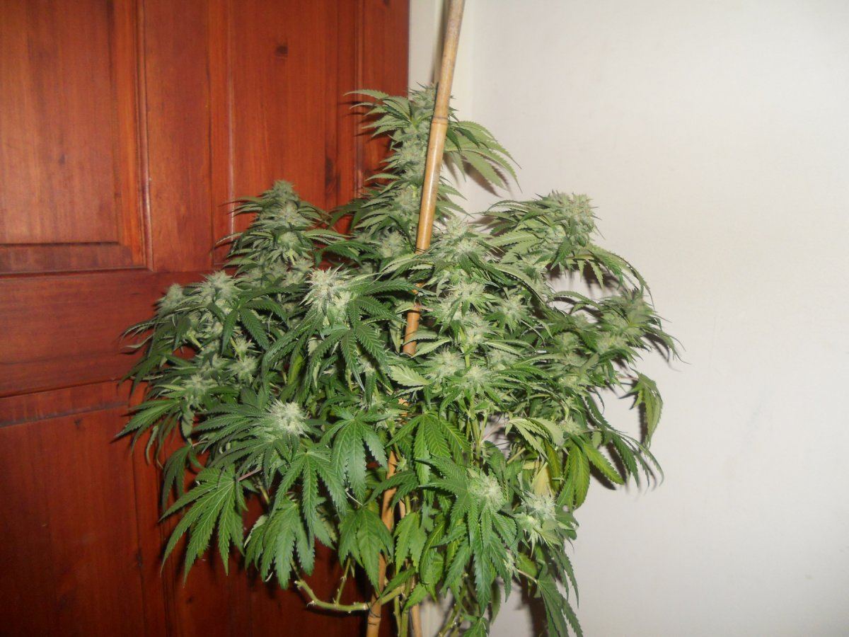 Whitebubba21