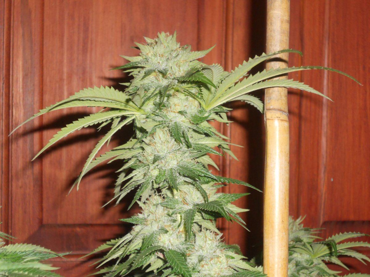 Whitebubba22