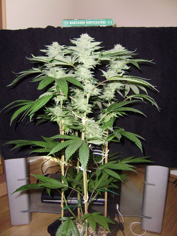 Whitebubba2