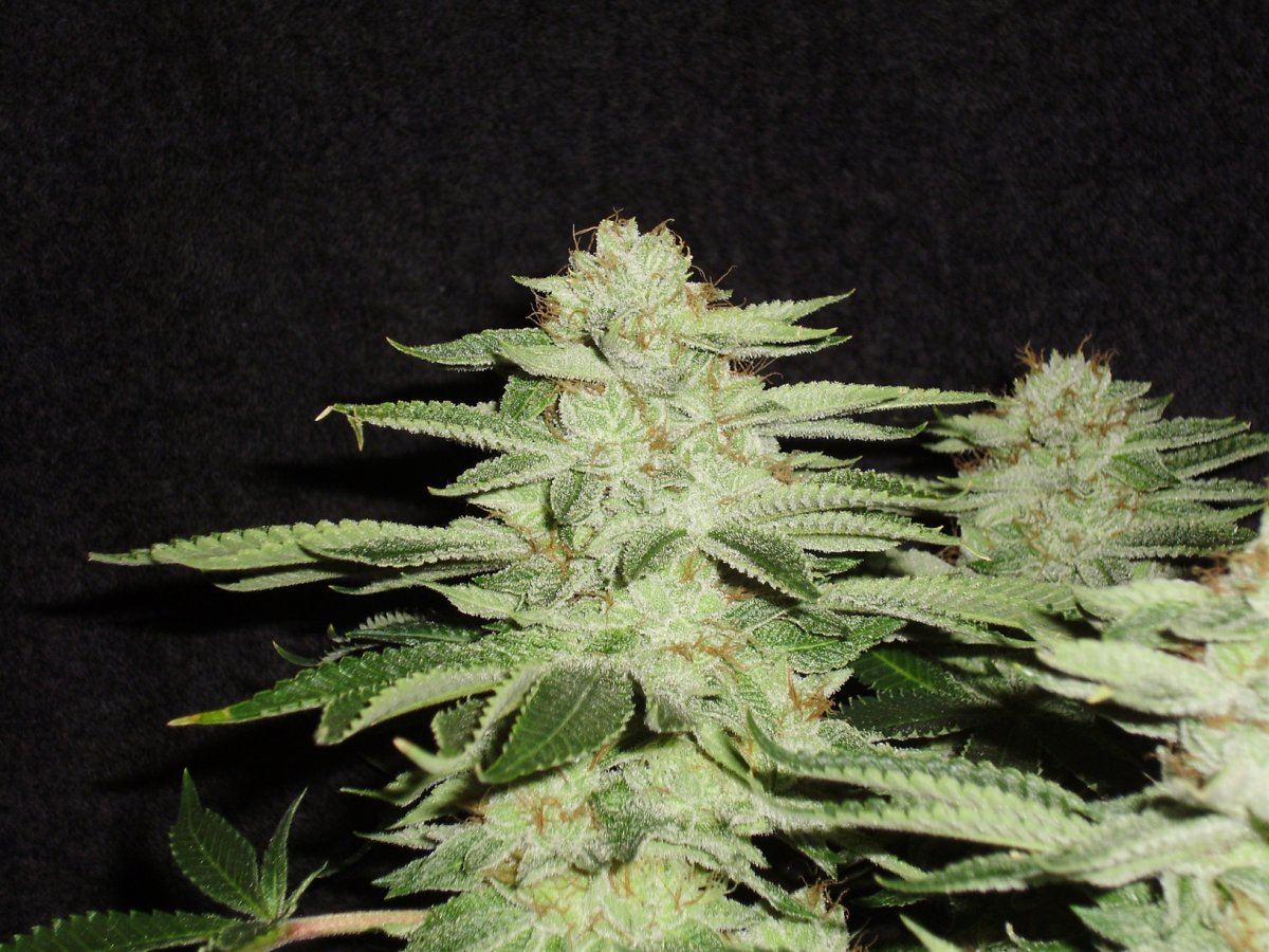 Whitebubba2