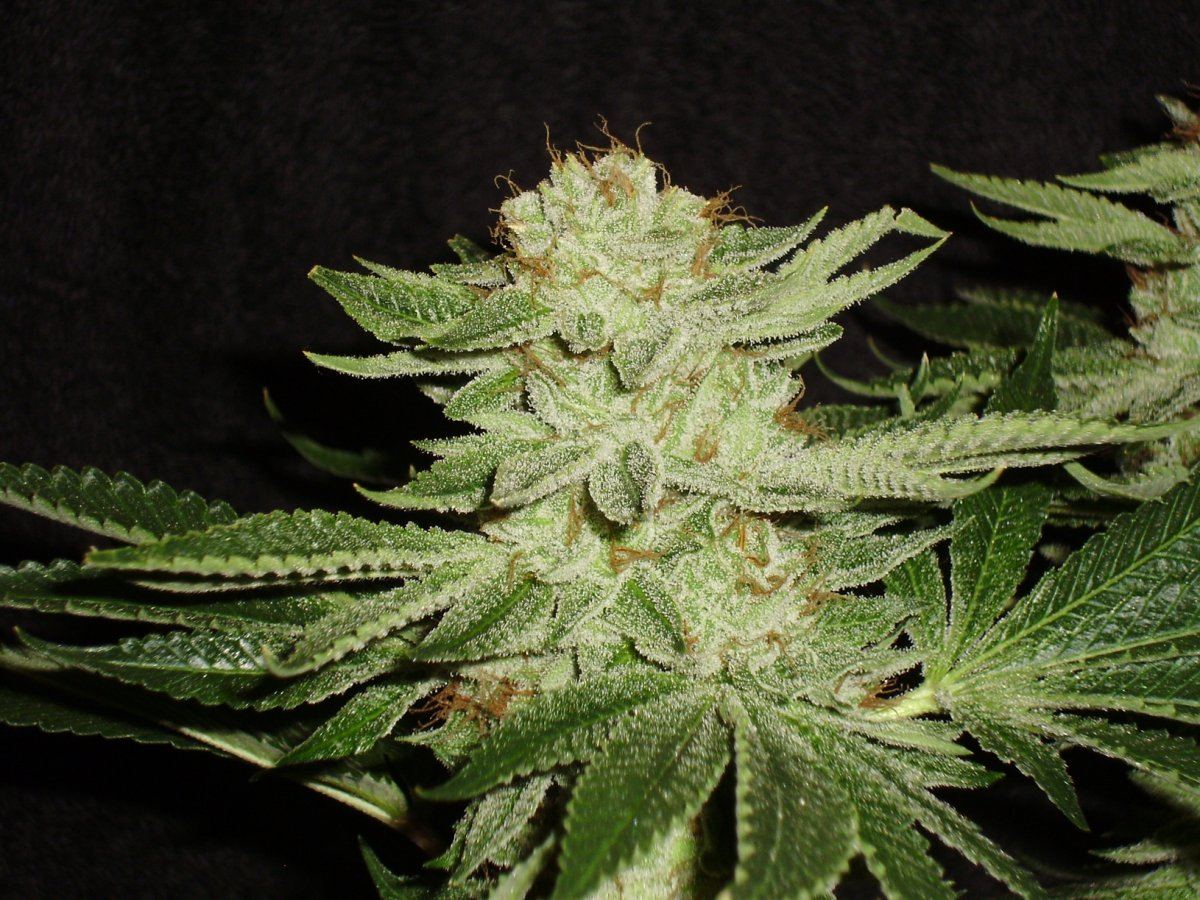 Whitebubba2