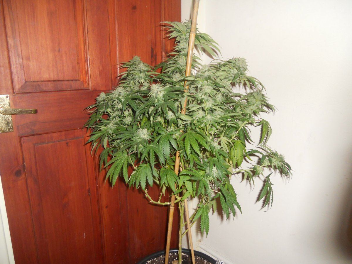 Whitebubba2