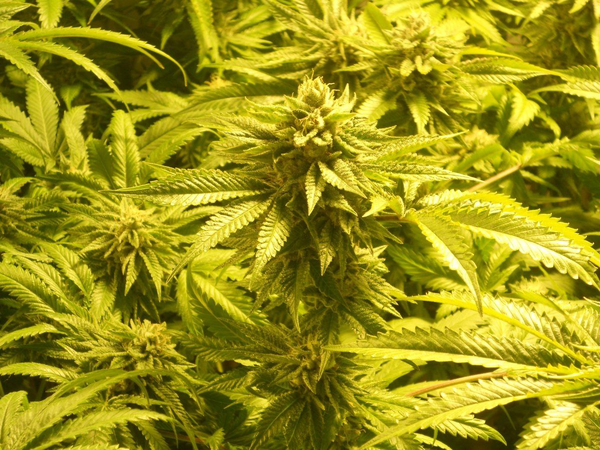 Whitebubba2 massive