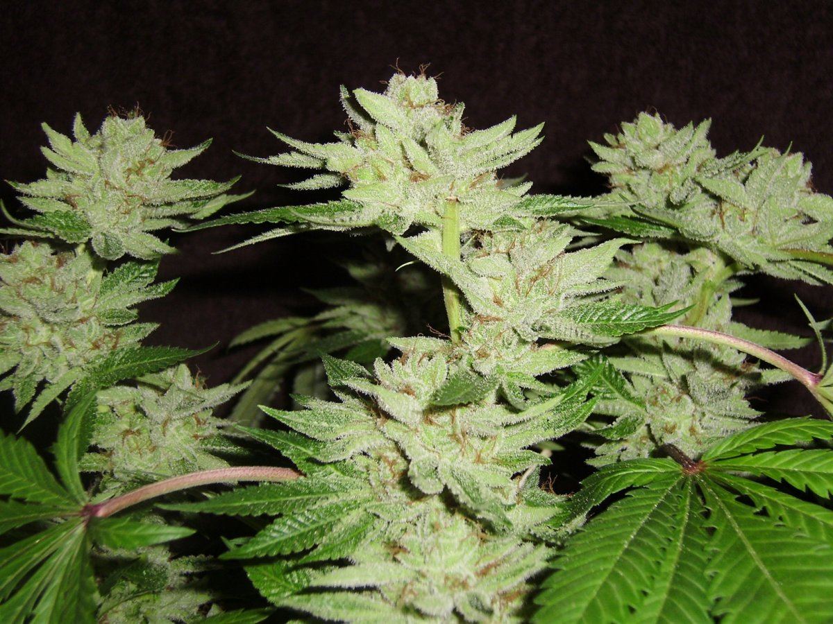 Whitebubba3