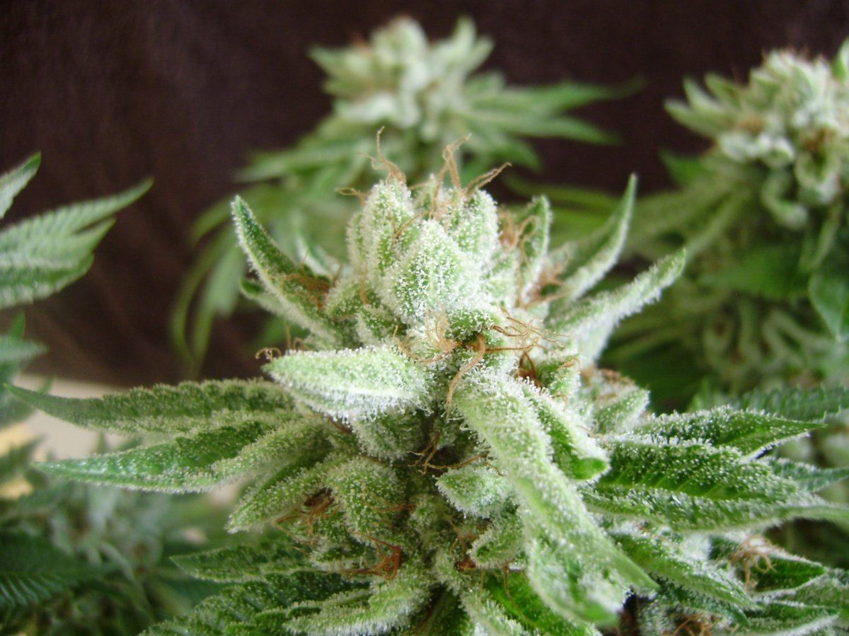 Whitebubba4