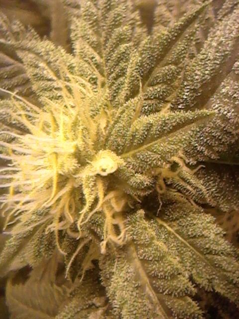 Whitefire