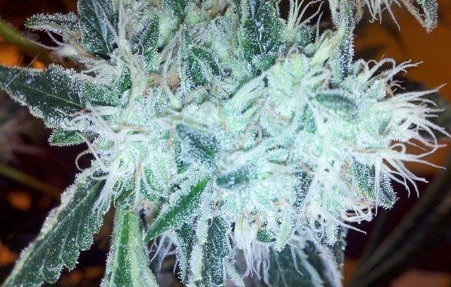 Whitefire1