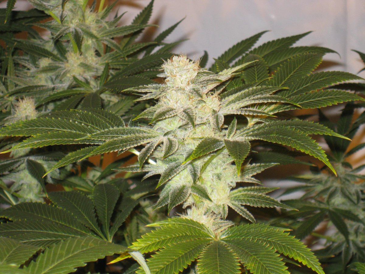 Whitefire1