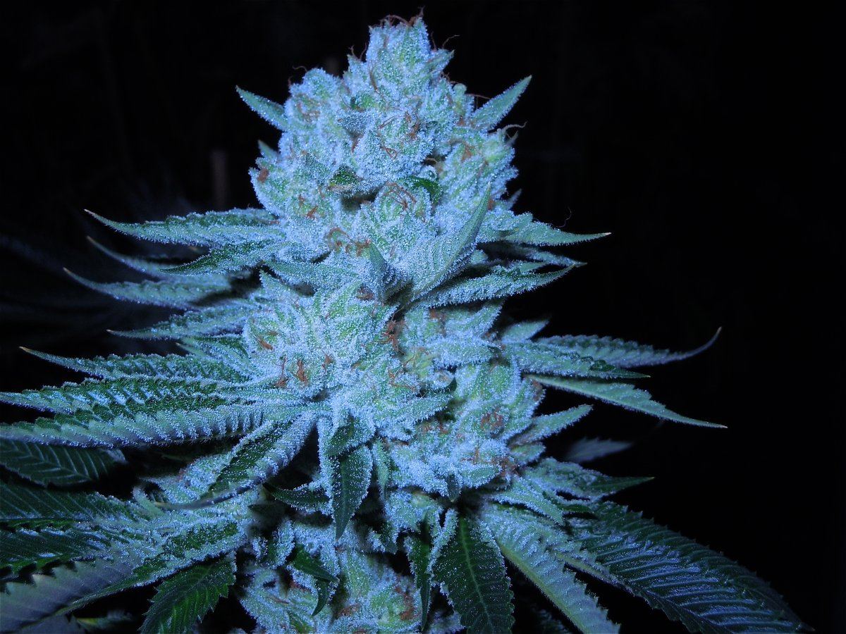 Whitefirealien