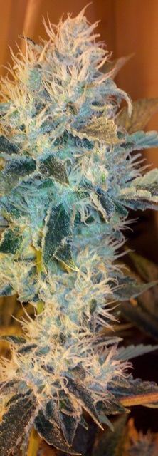 Whitefireog
