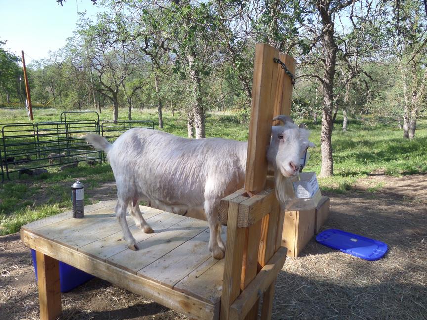 Whitegoat414