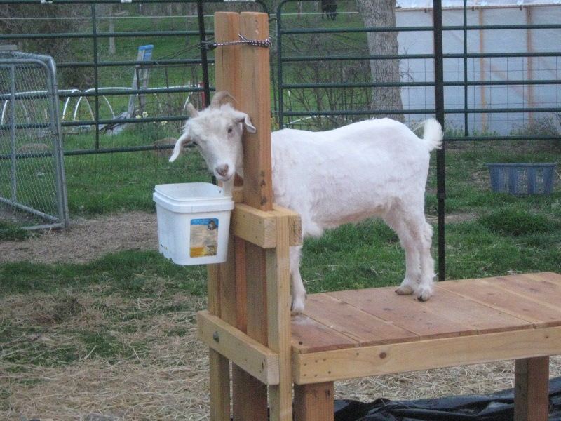 Whitegoatsheared