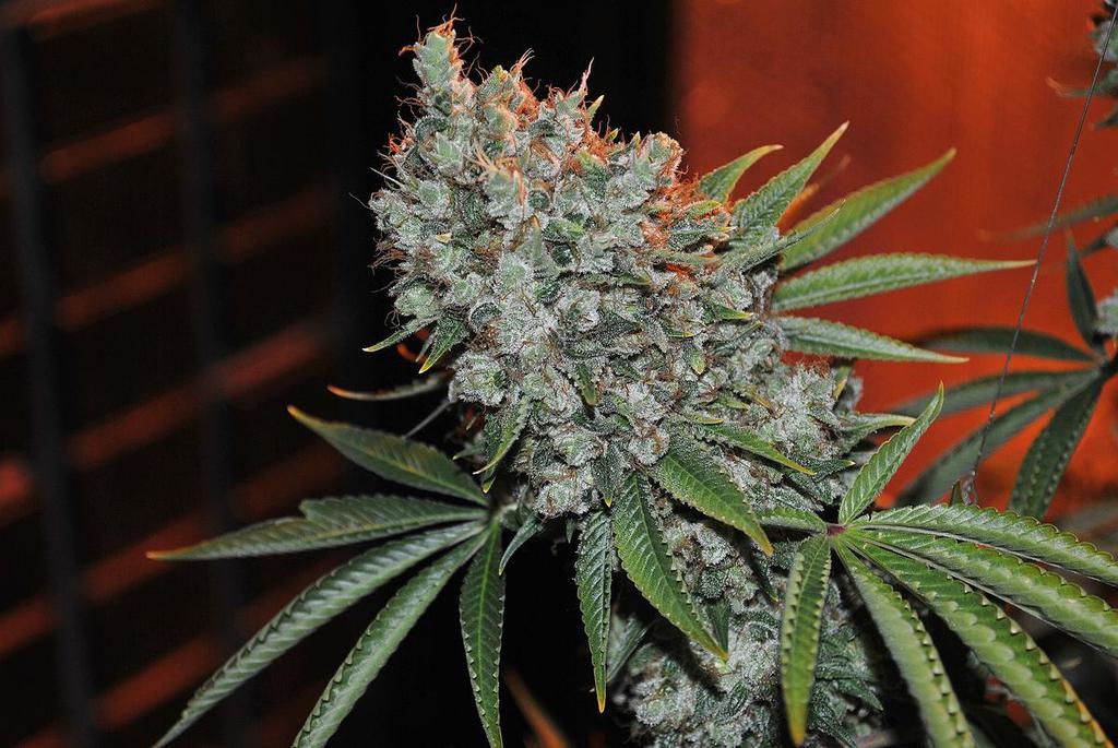 Whiteheadband