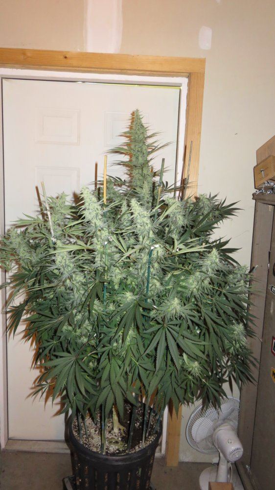 Whitekrush 001