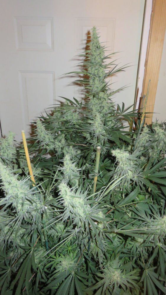 Whitekrush 002