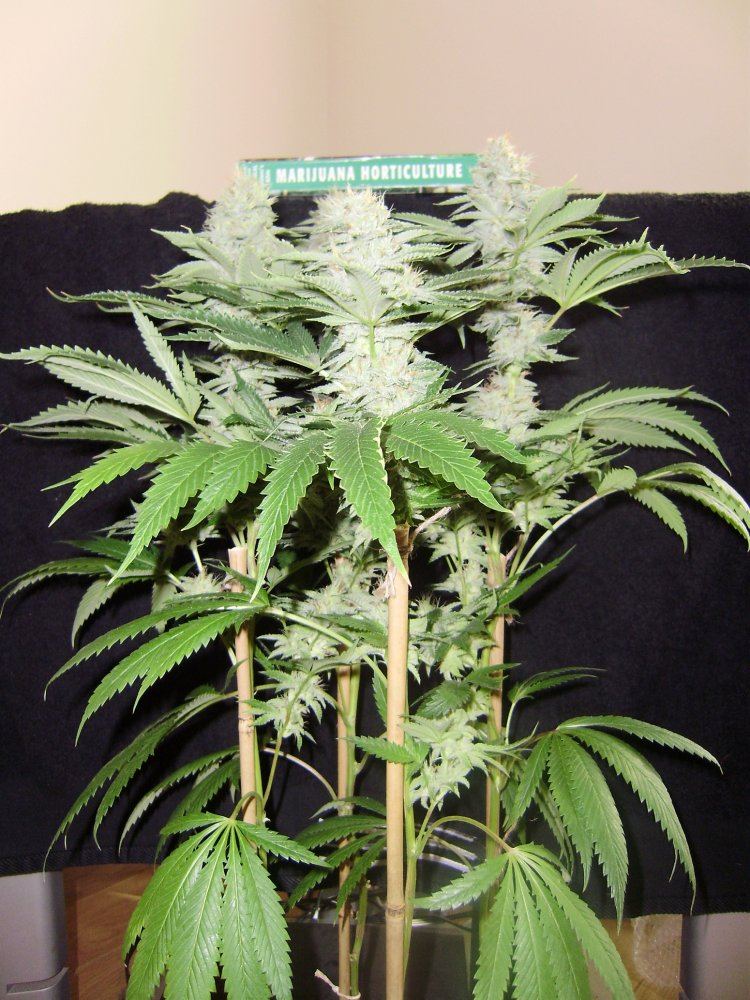 Whiteleaner1