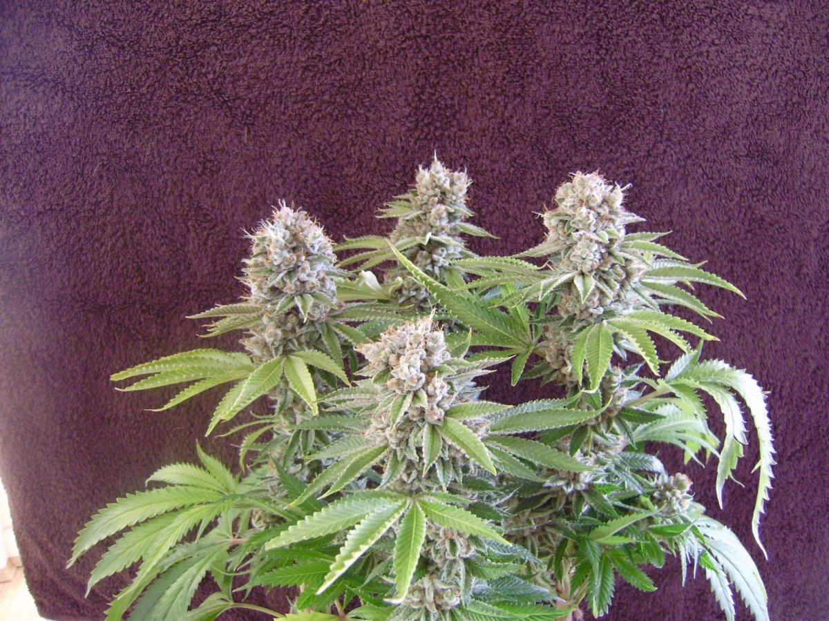 Whiteleaner4
