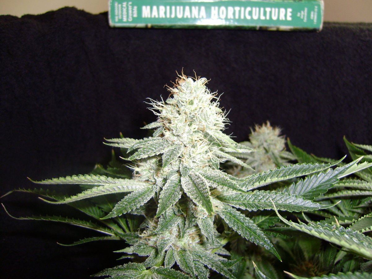 Whiteleanernormal