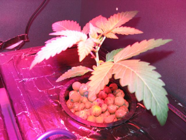 Whitemasterkush