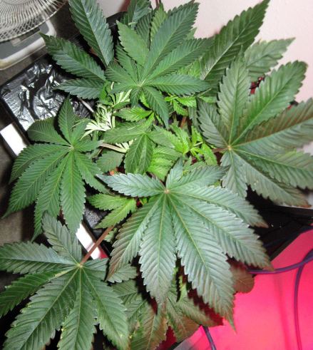 Whitemasterkushtopview