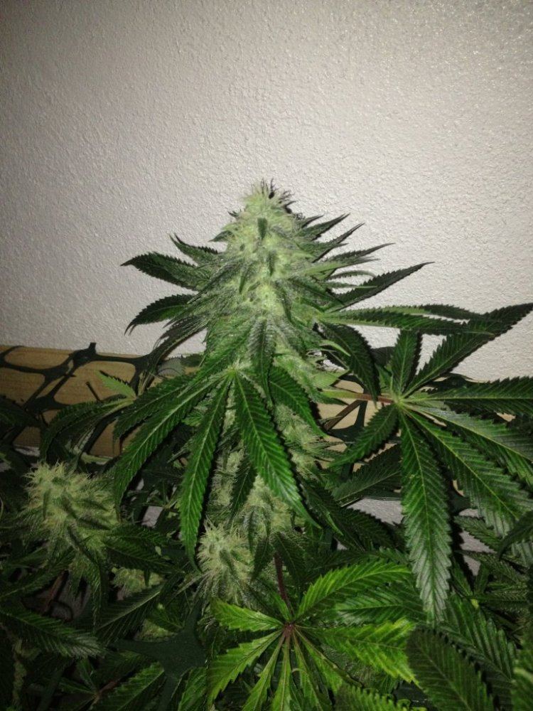 Whitenoisestackinday38