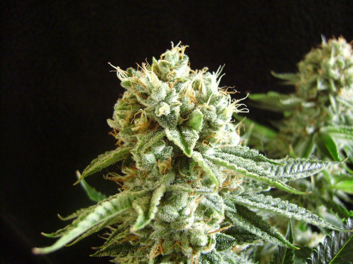 Whitepheno
