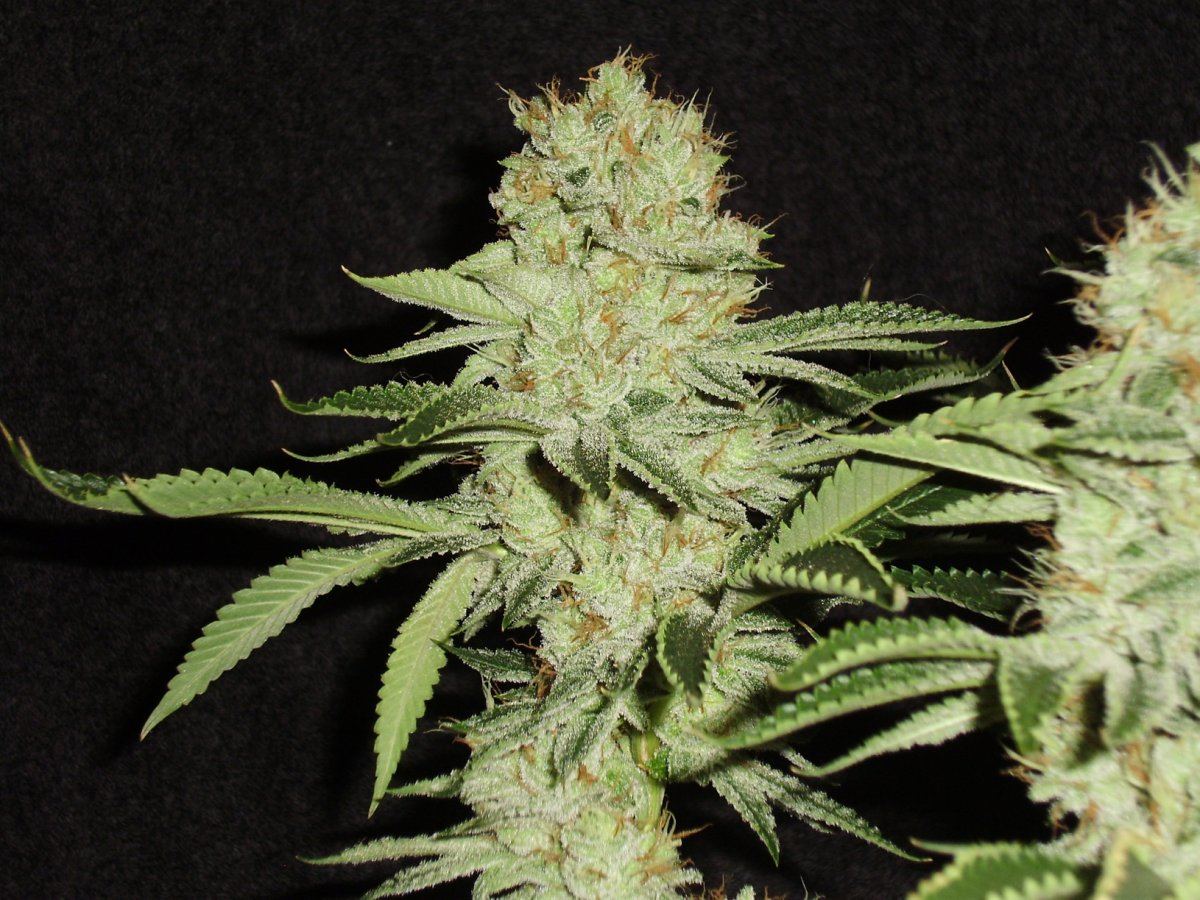 Whitepheno1