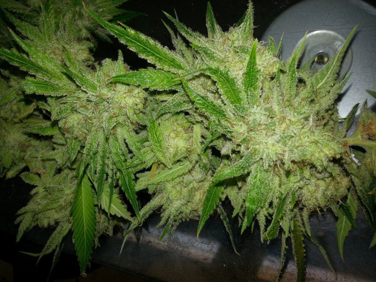 Whites2 harvest