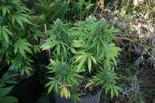 Whitestraw1