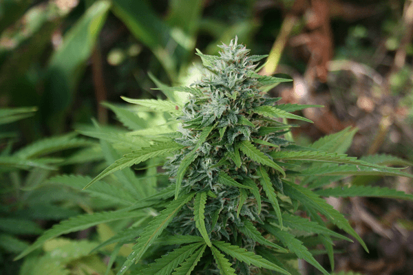 Whitestraw1a