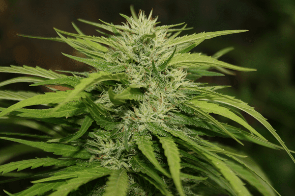 Whitestraw2a