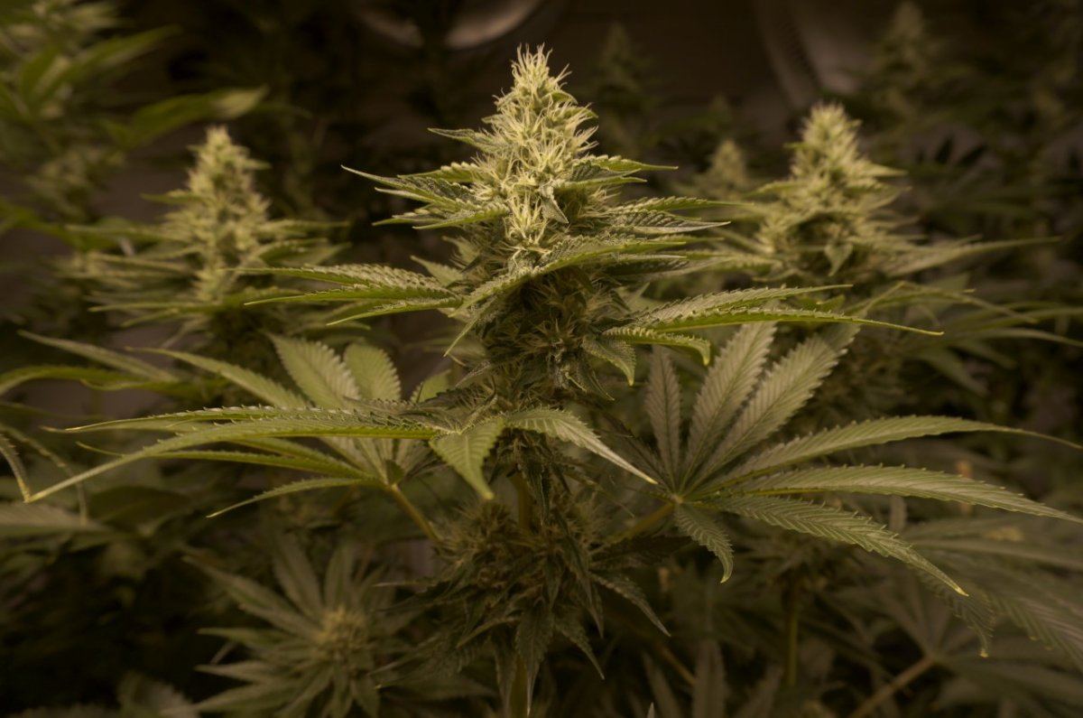WhiteUrkle