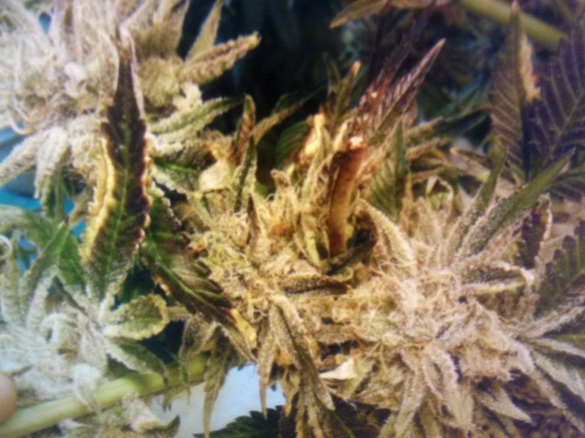 Whiteurkle