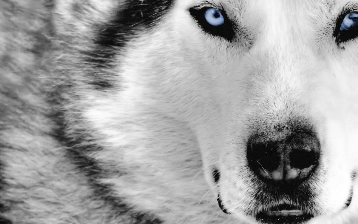 Whitew