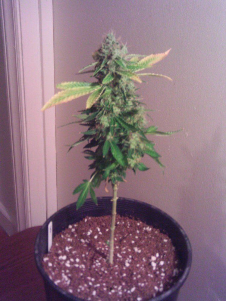 WhiteWidow